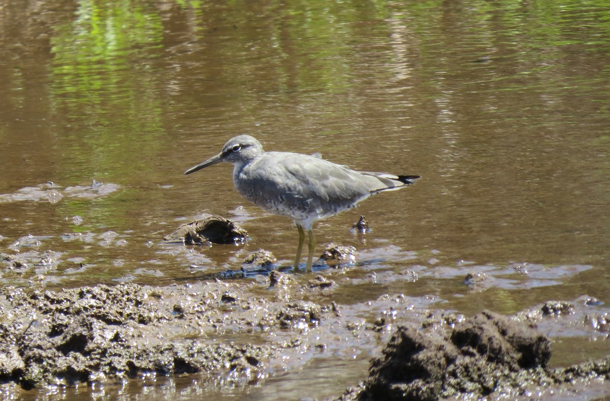 Wandering Tattler - ML151281701