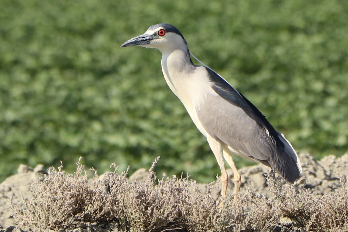 Black-crowned Night Heron - ML151281791