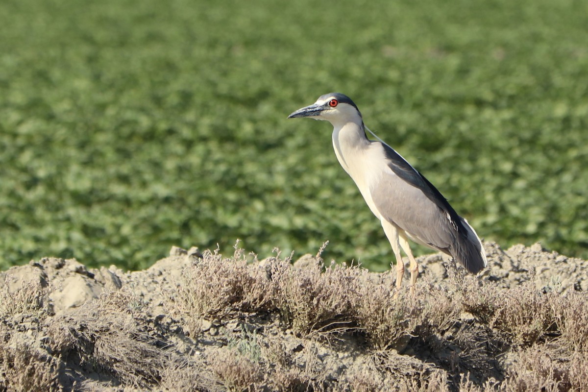 Black-crowned Night Heron - ML151281811