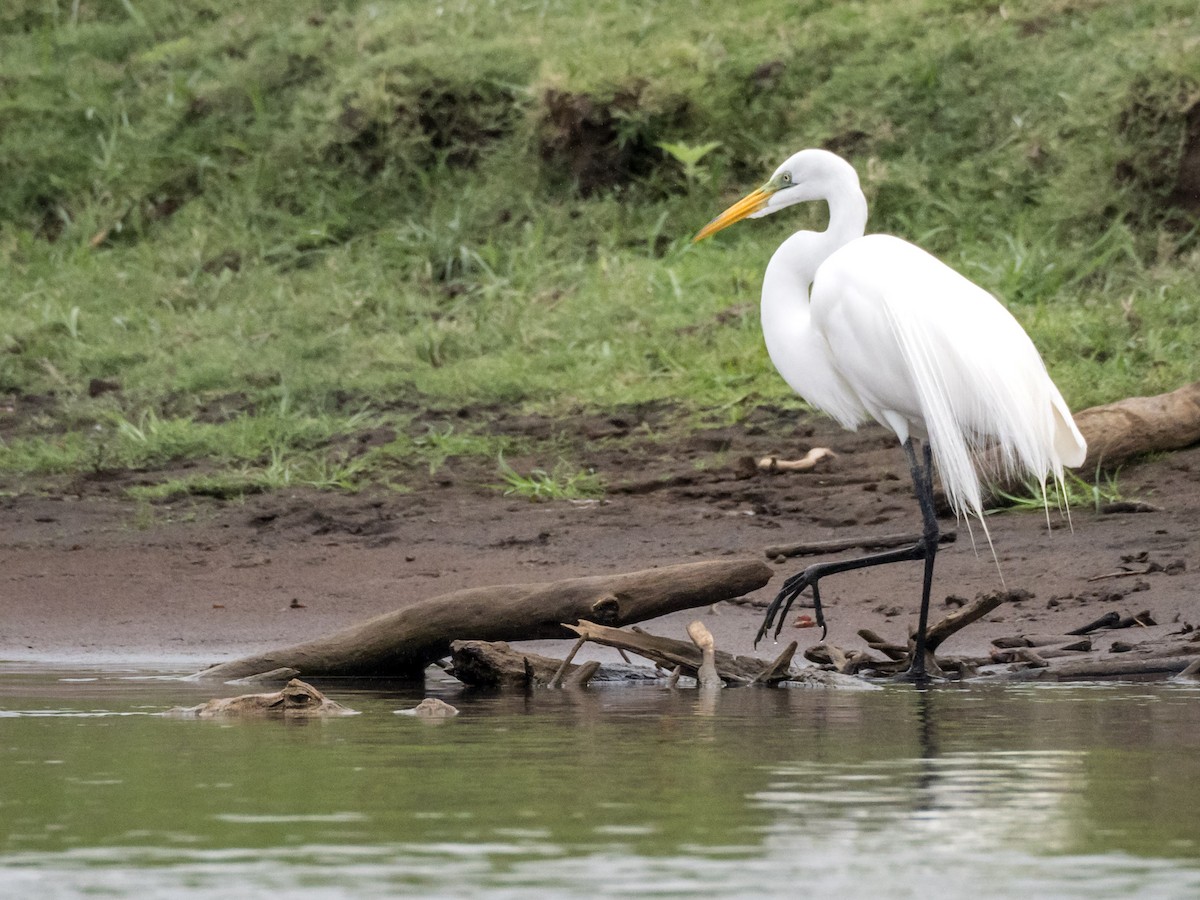 Great Egret - ML151283021