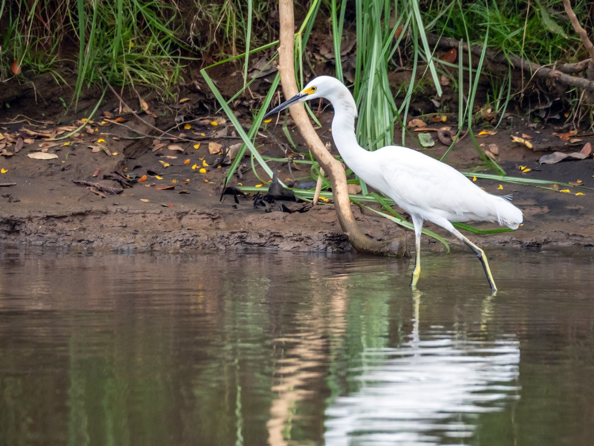 Snowy Egret - ML151283431