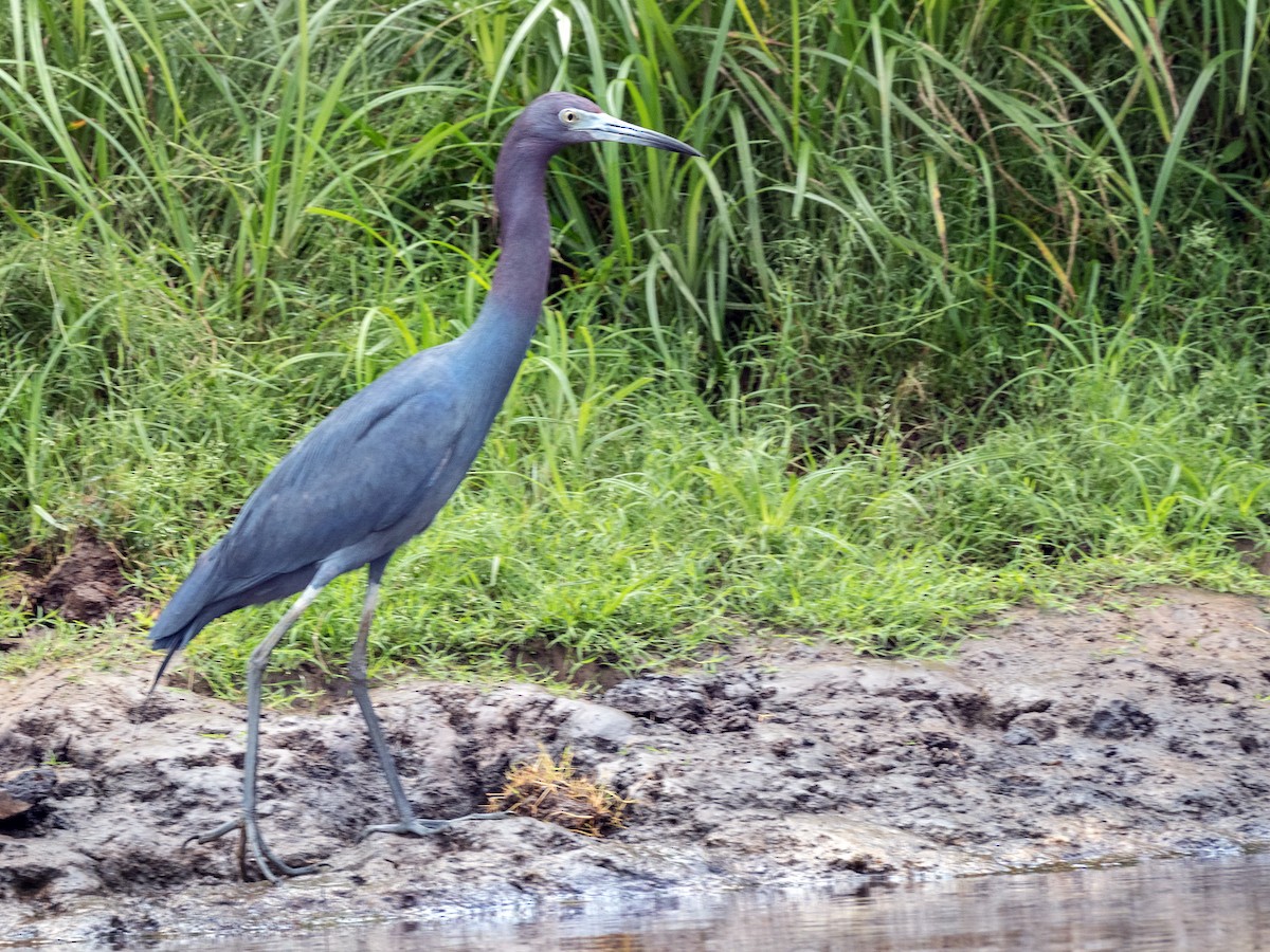 Little Blue Heron - Danielle  A