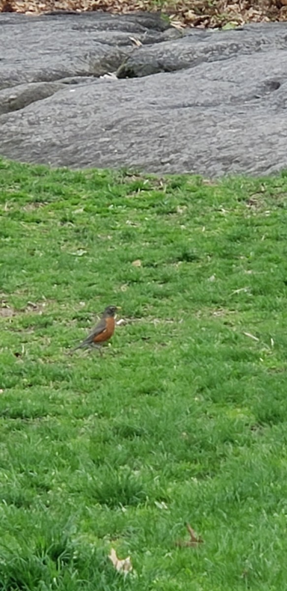 American Robin - ML151284531