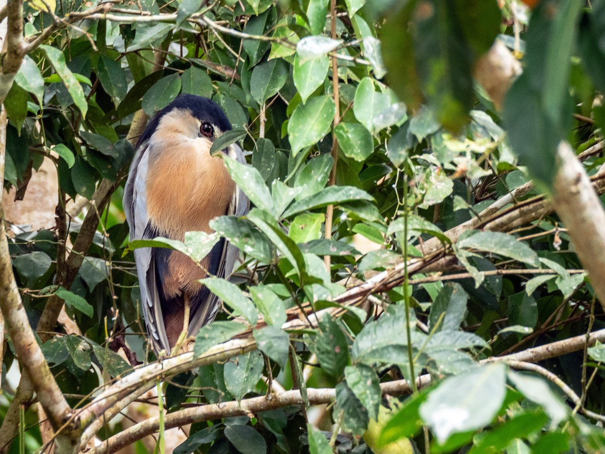 Boat-billed Heron - ML151284581