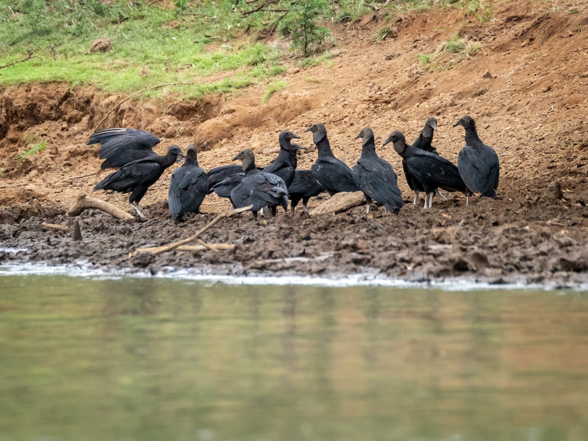 Black Vulture - ML151284751