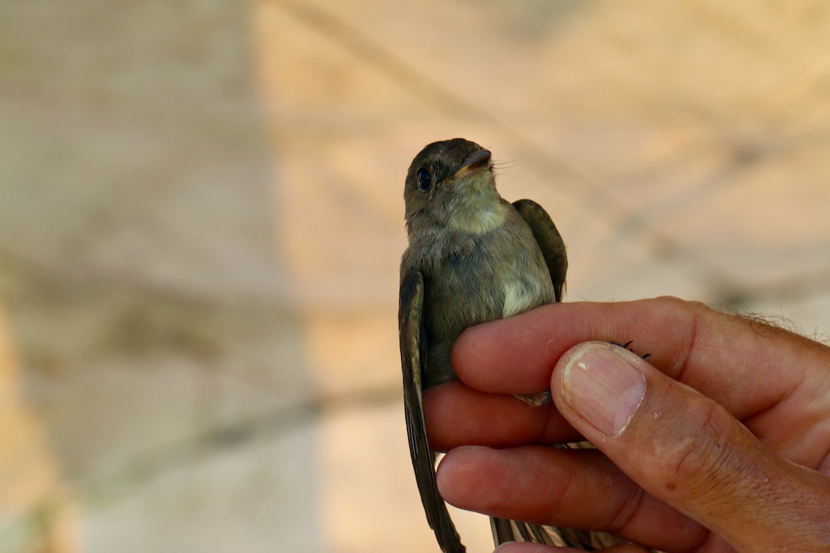 Western Wood-Pewee - ML151284871