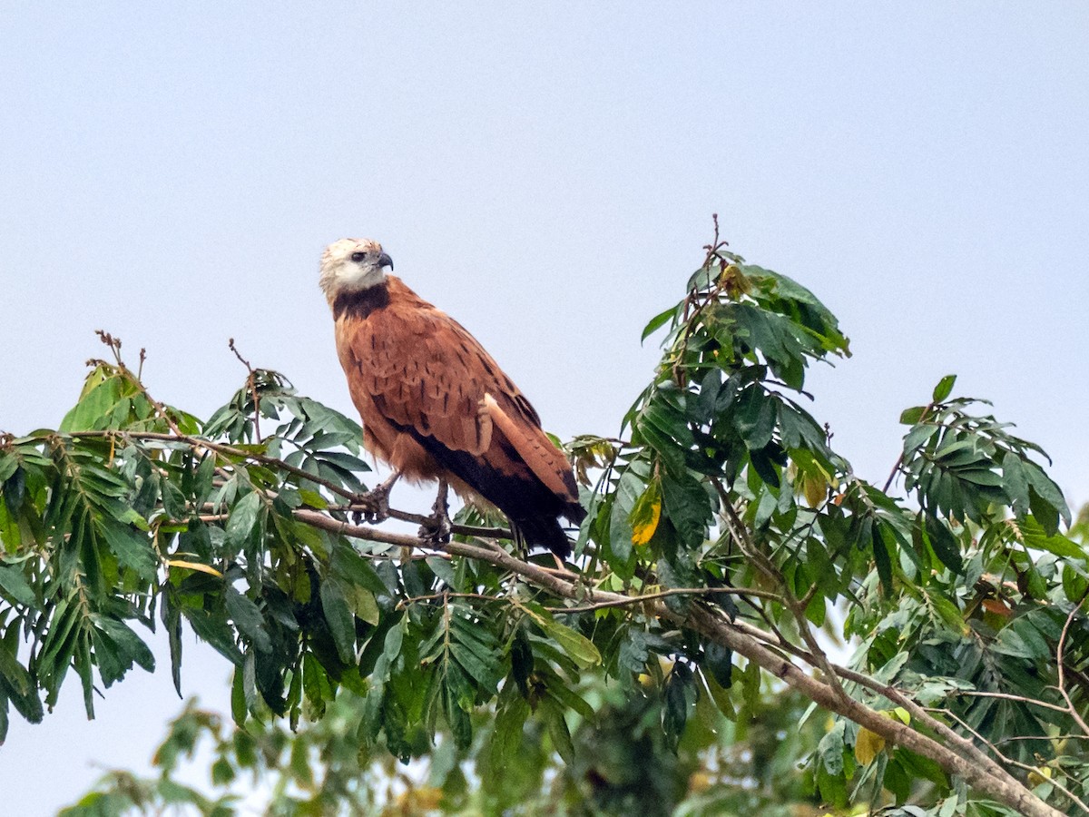 Black-collared Hawk - Danielle  A