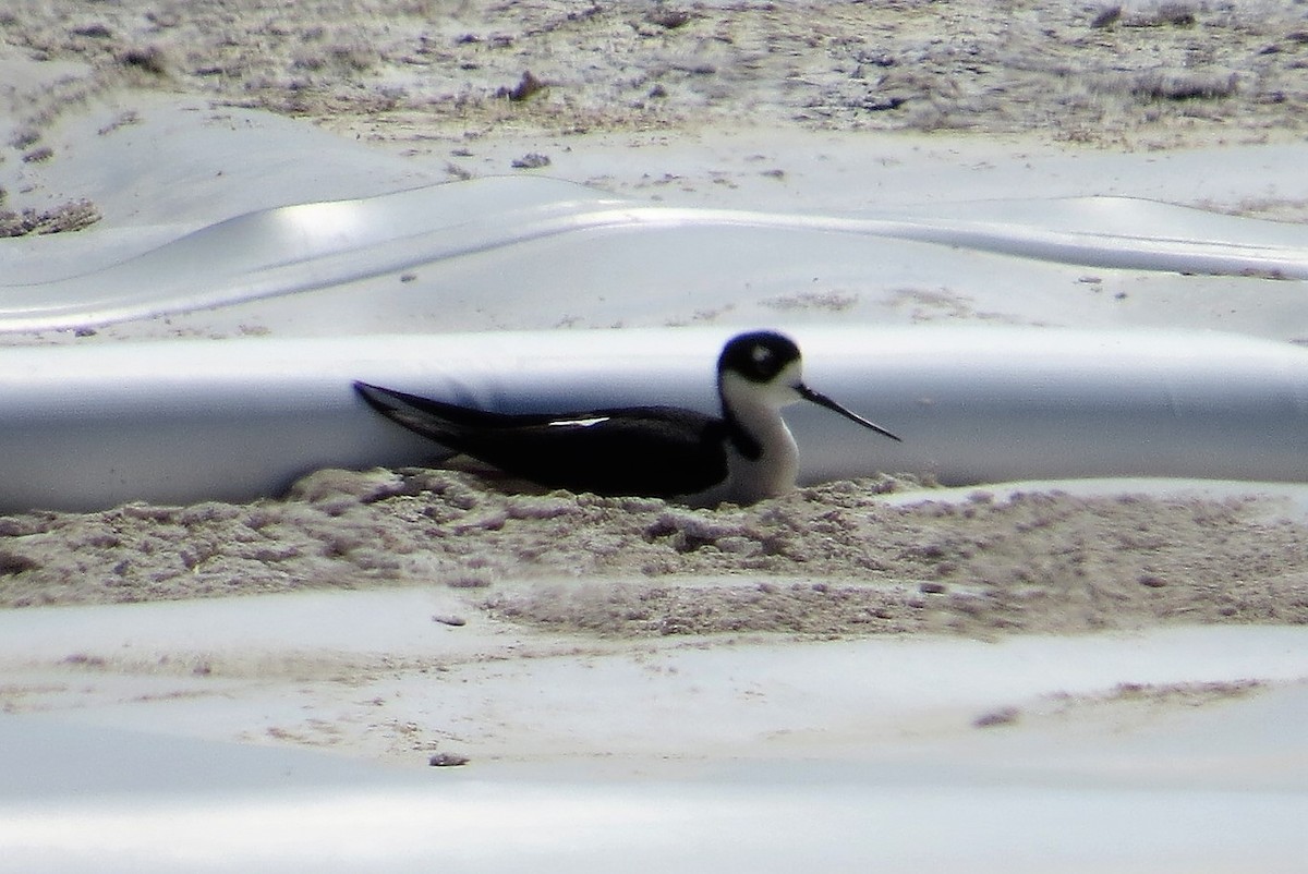 Black-necked Stilt - Michelle Brock