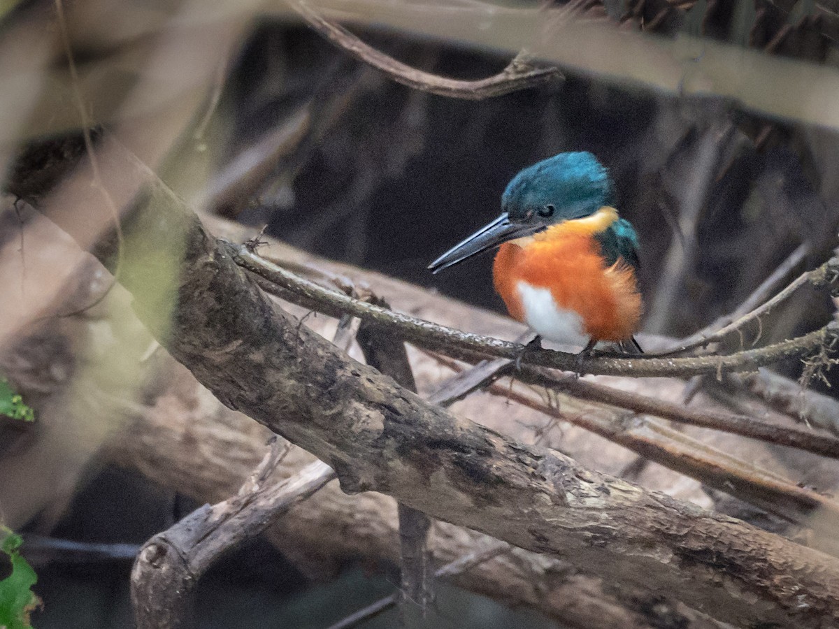 American Pygmy Kingfisher - ML151285601