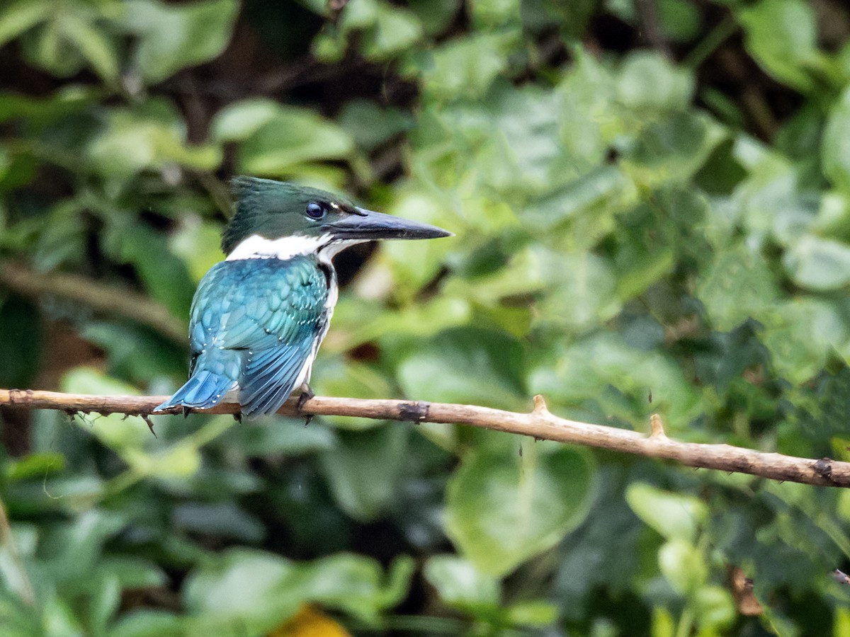 Green Kingfisher - ML151285891