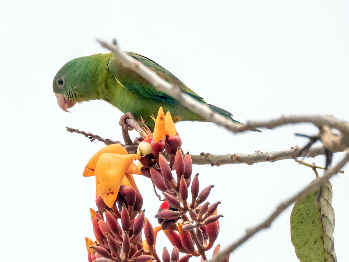 Orange-chinned Parakeet - ML151286001