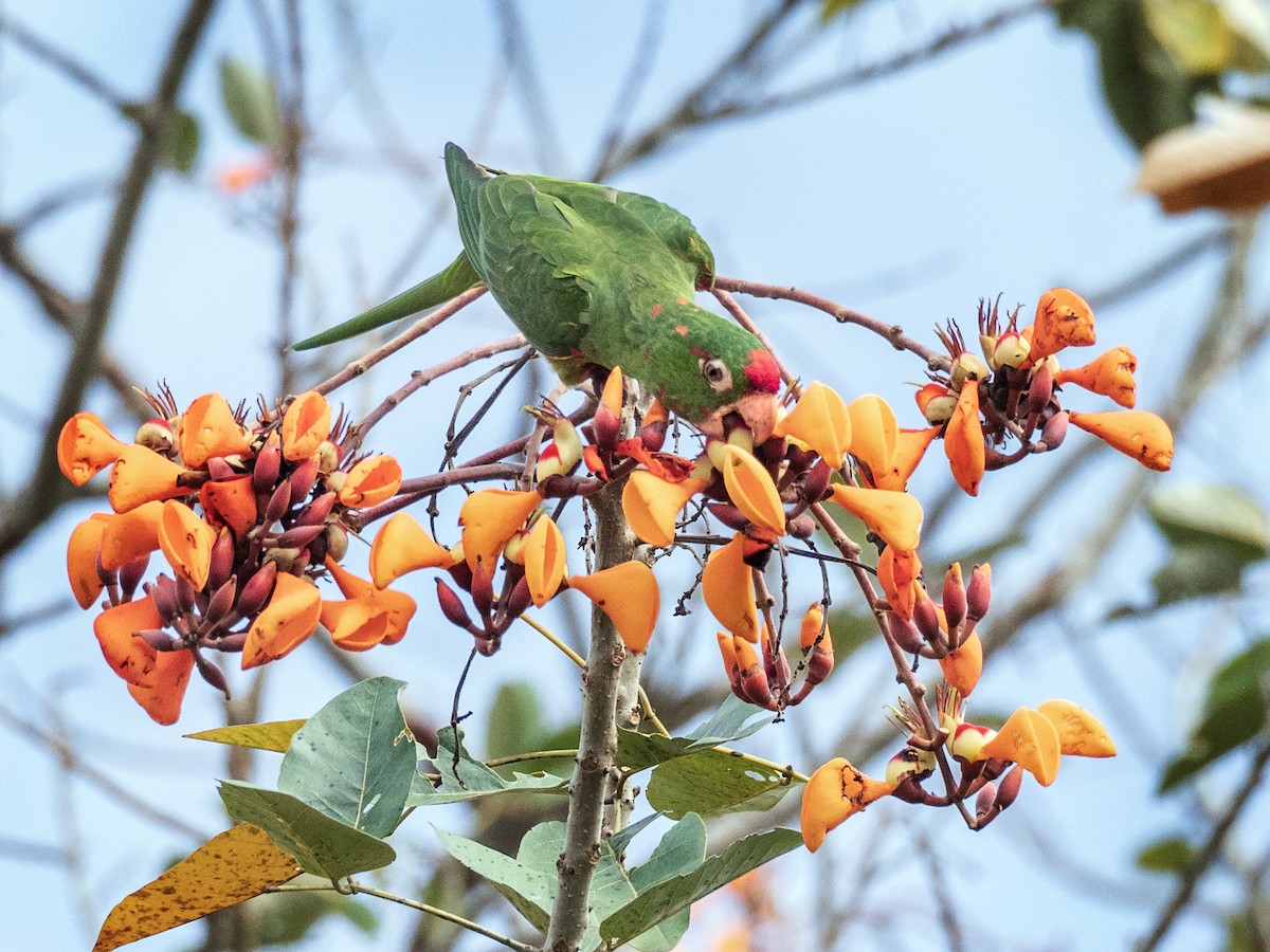 Crimson-fronted Parakeet - ML151286201