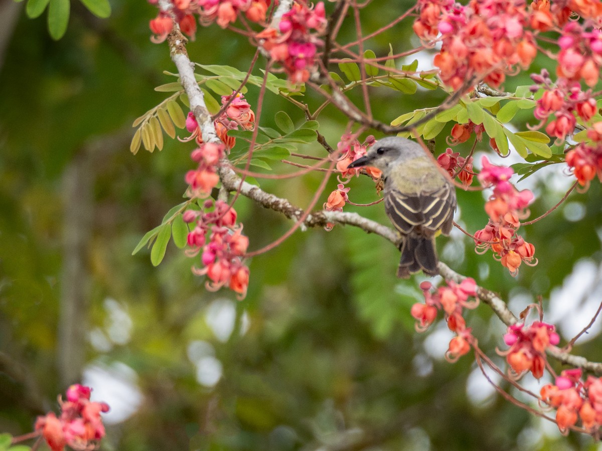 Tropical Kingbird - ML151286251