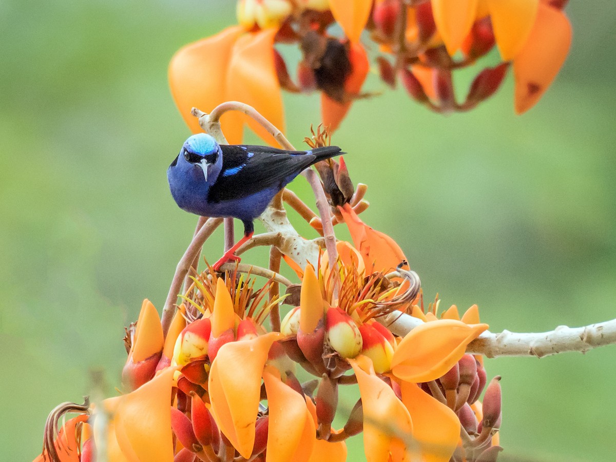 Red-legged Honeycreeper - ML151286711