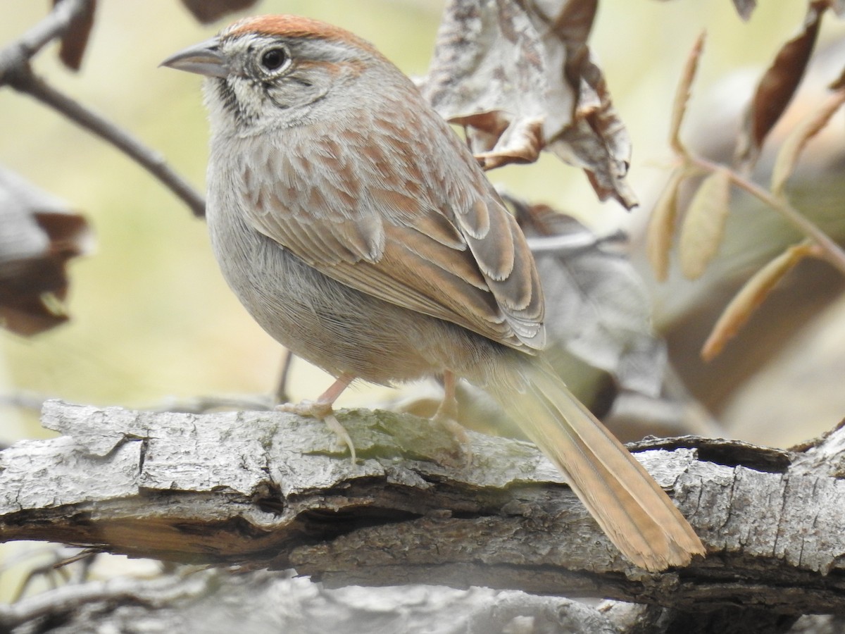 Rufous-crowned Sparrow - ML151287001