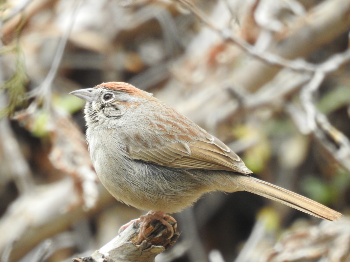 Rufous-crowned Sparrow - ML151287071