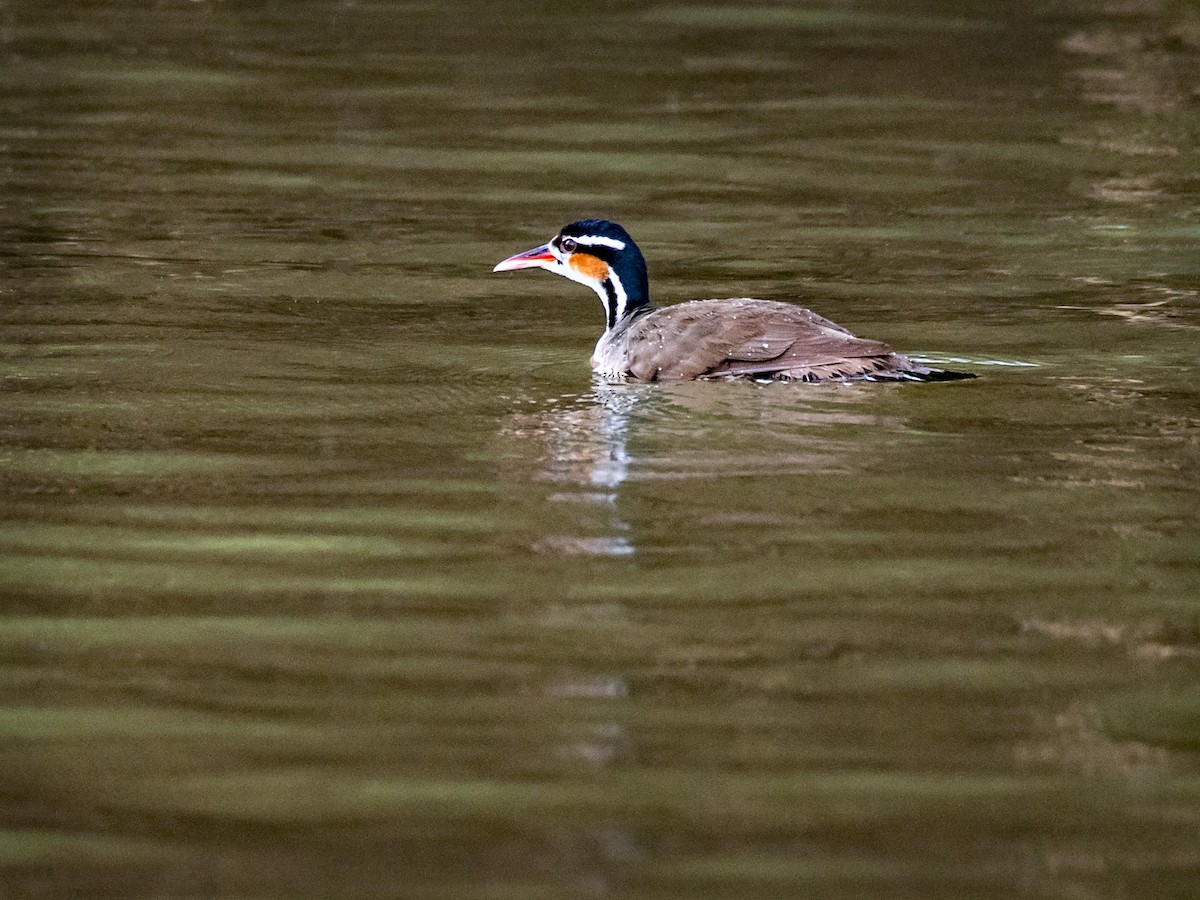 Sungrebe - ML151287111