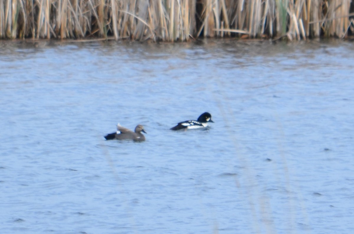 Barrow's Goldeneye - ML151287241