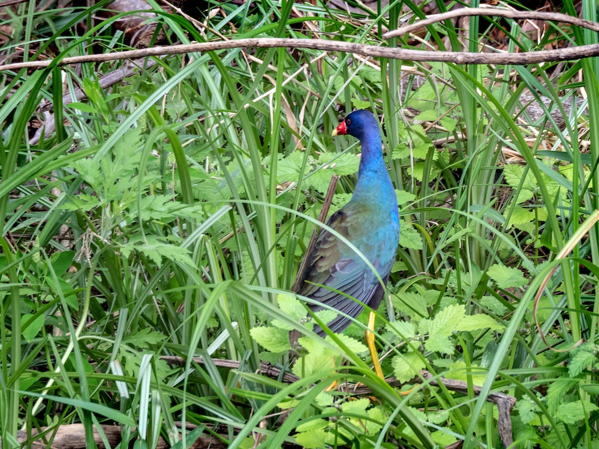 Purple Gallinule - ML151287271