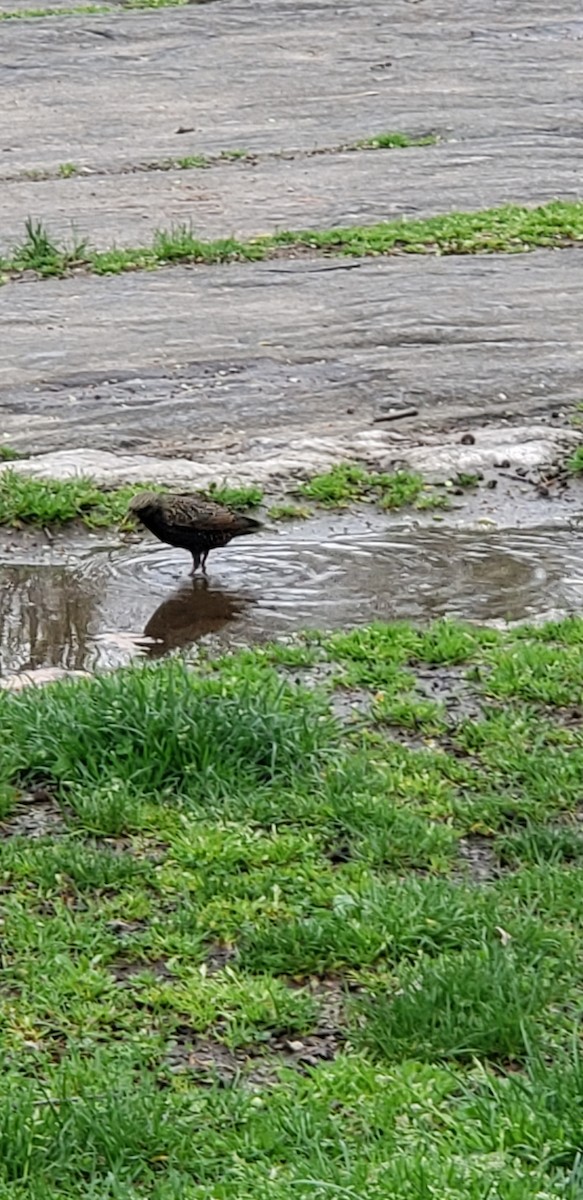 European Starling - ML151287321