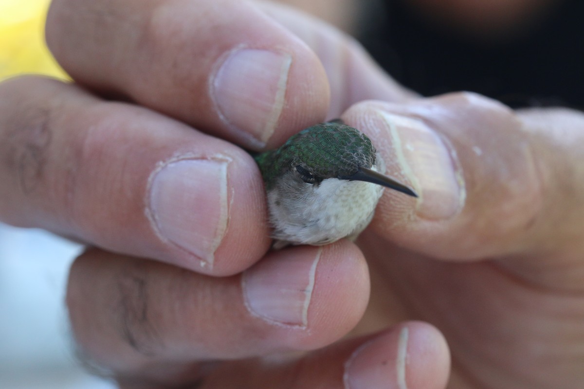 Ruby-throated Hummingbird - Mary Kimberly