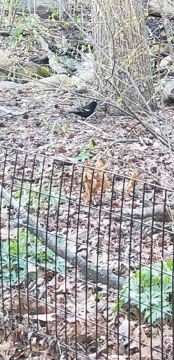 Red-winged Blackbird - ML151287551