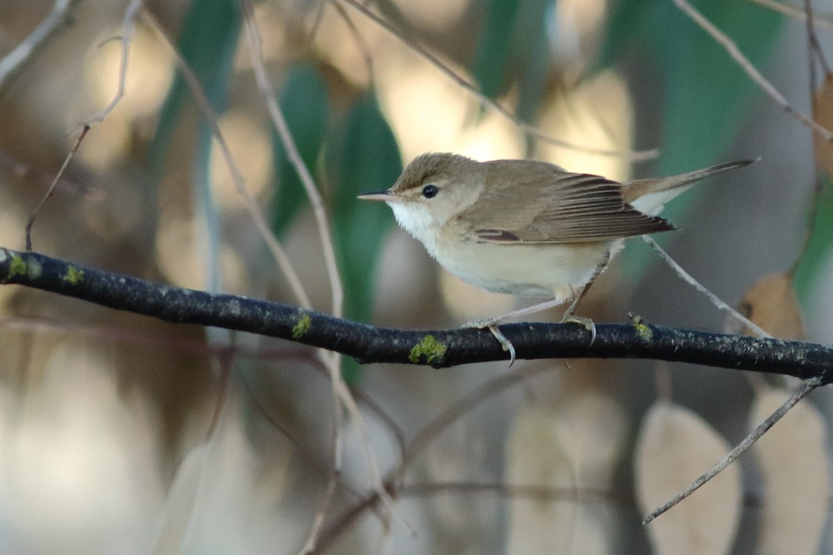 Common Reed Warbler (African) - ML151288171