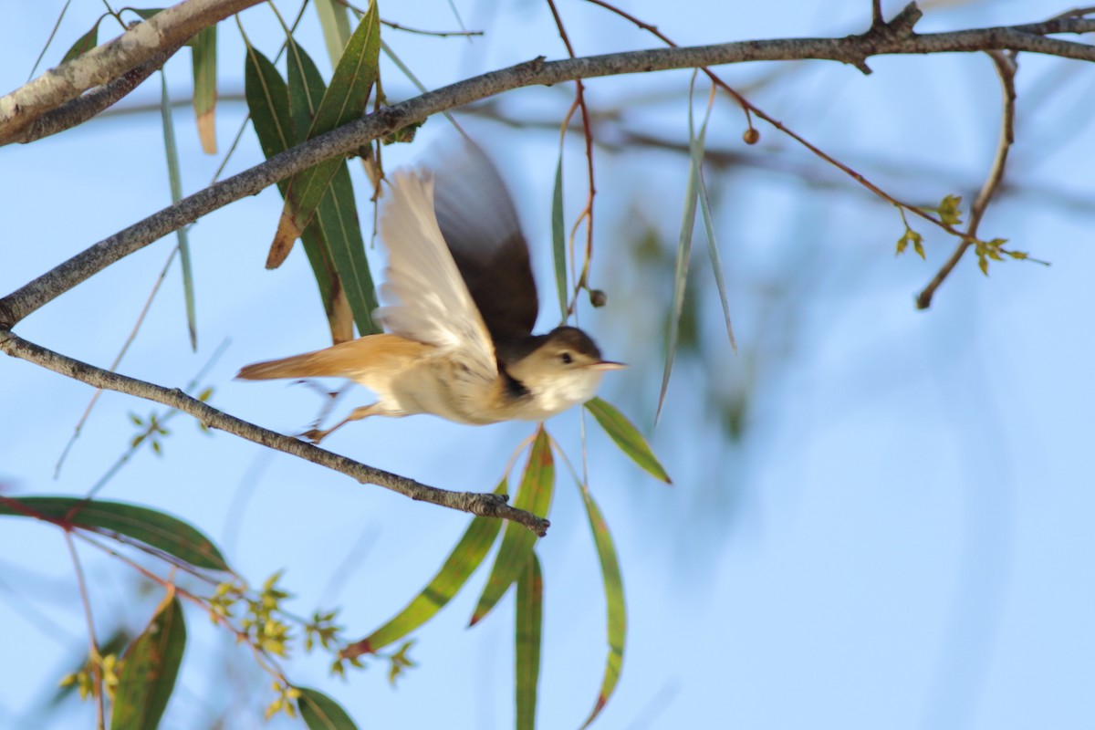 Common Reed Warbler (African) - ML151288181