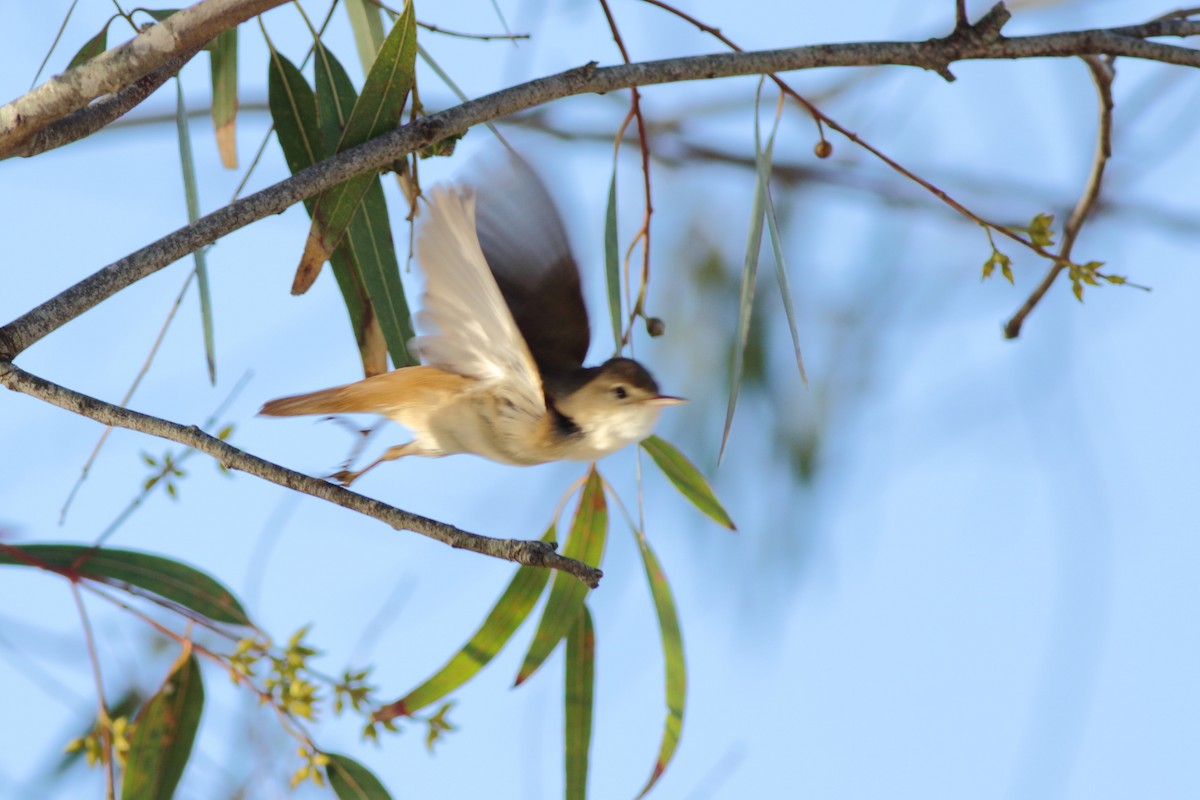 rørsanger (baeticatus gr.) - ML151288181