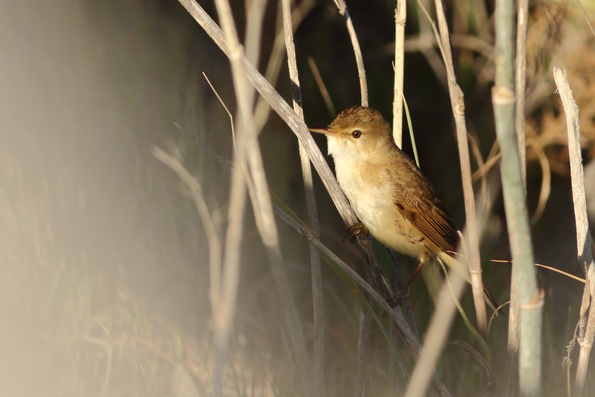 Common Reed Warbler (African) - ML151288191