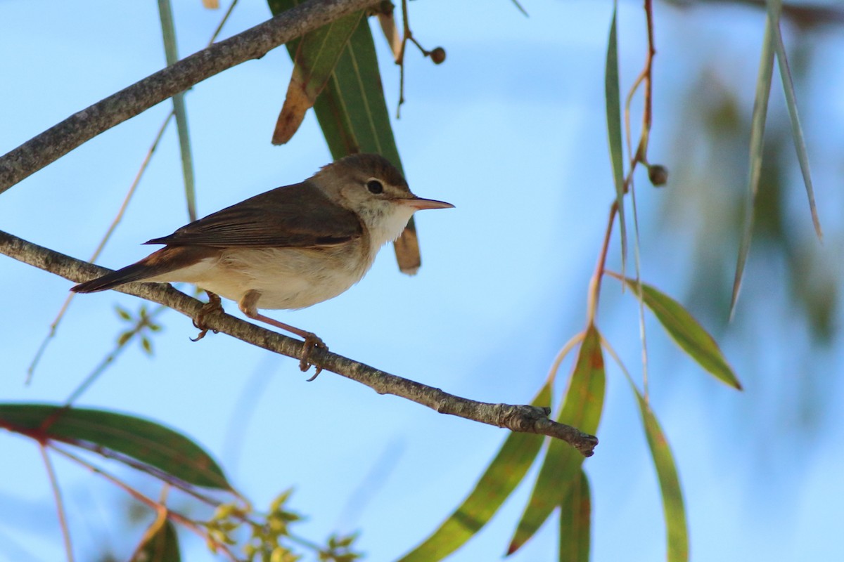 Common Reed Warbler (African) - ML151288201