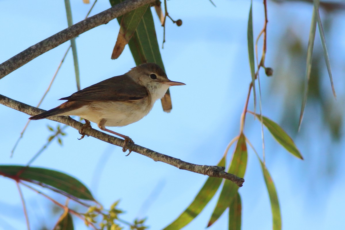 rørsanger (baeticatus gr.) - ML151288201