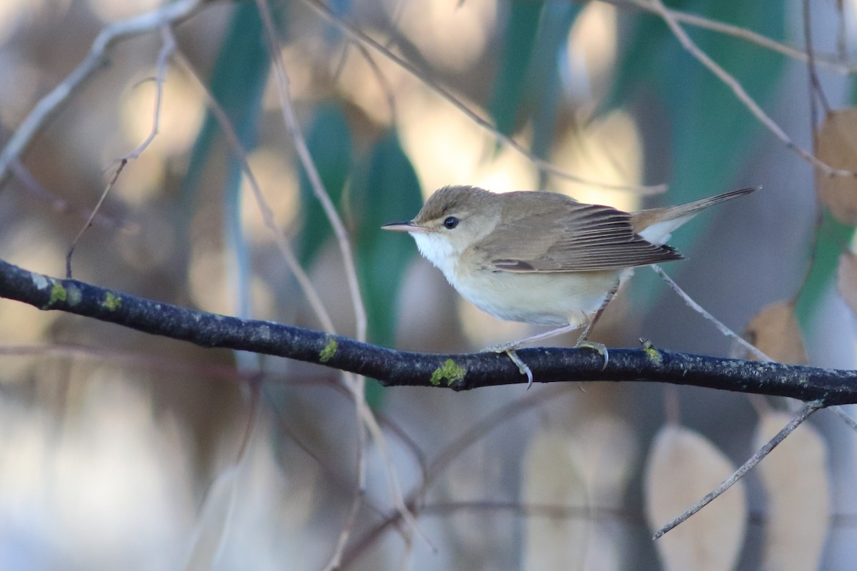 Common Reed Warbler (African) - ML151288231