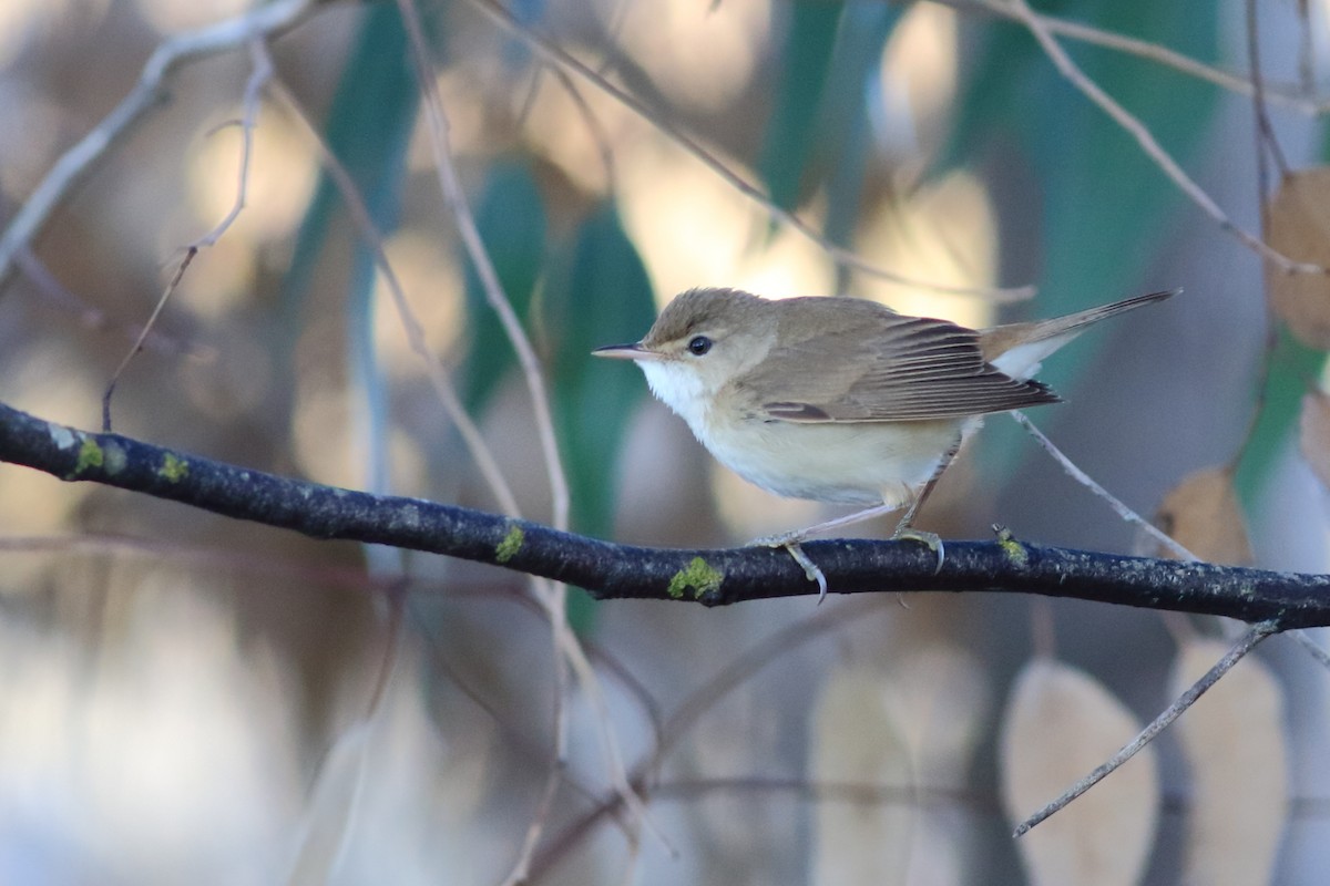 rørsanger (baeticatus gr.) - ML151288231