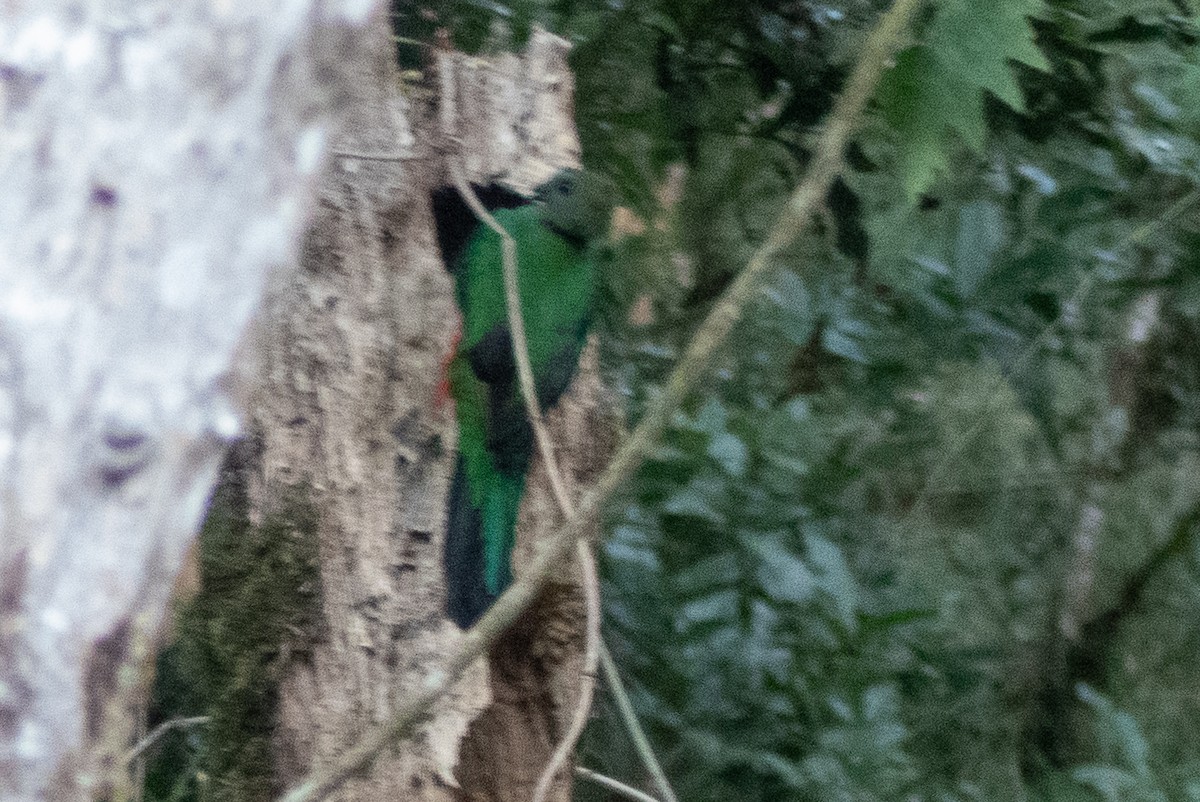 Quetzal Guatemalteco - ML151290851