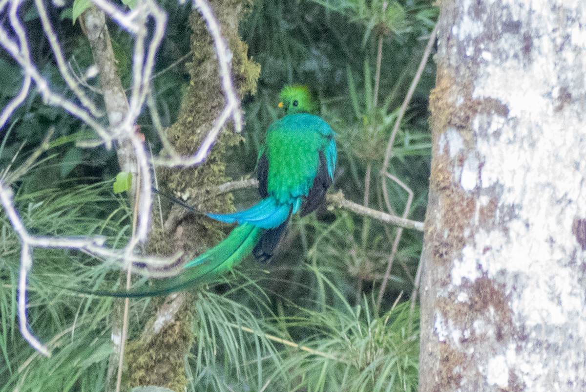 Quetzal Guatemalteco - ML151290861
