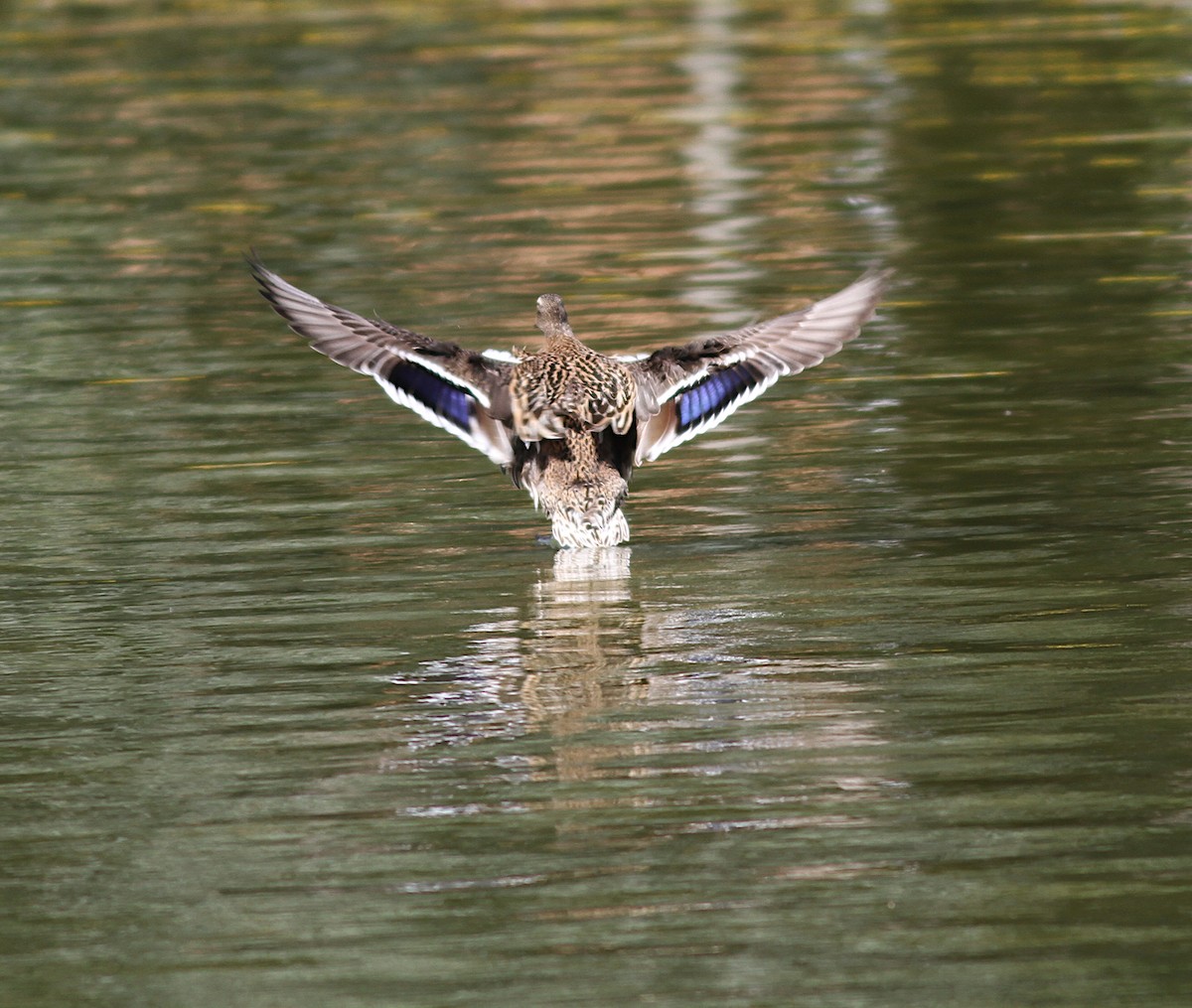 Зэрлэг нугас - ML151292361
