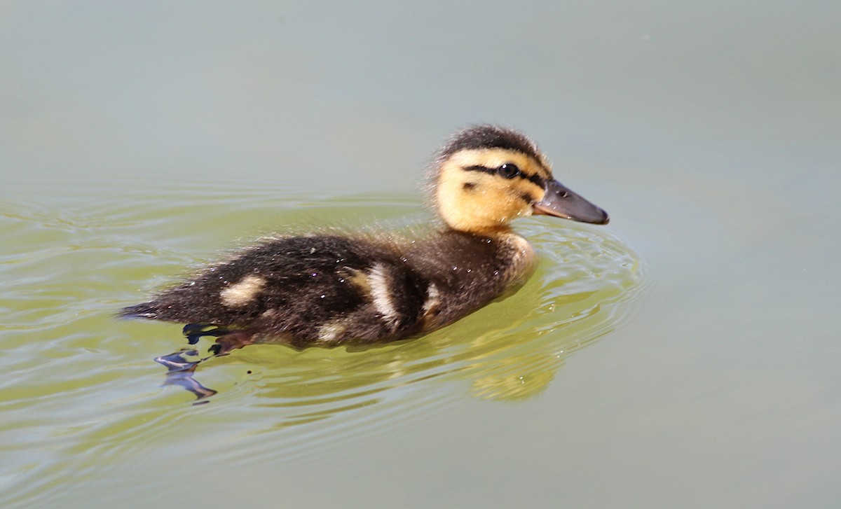 Зэрлэг нугас - ML151292371