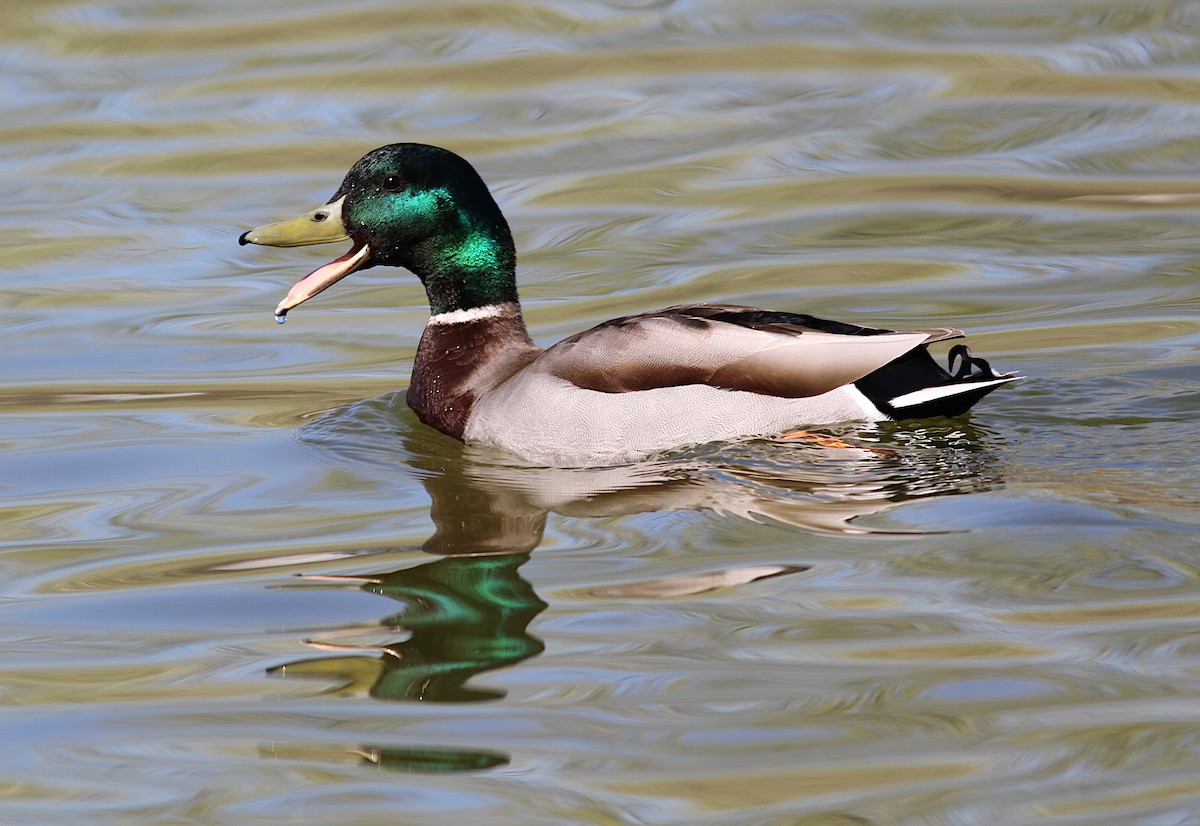 Зэрлэг нугас - ML151292381