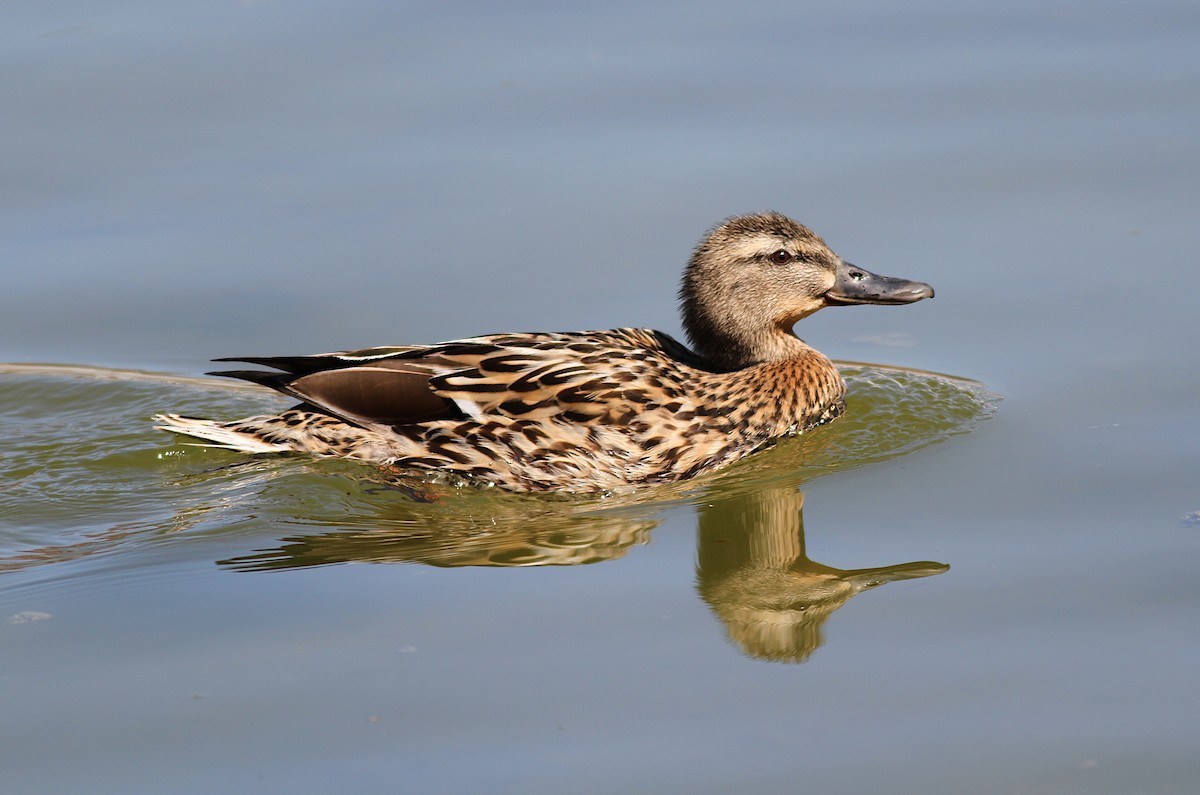 Зэрлэг нугас - ML151292401