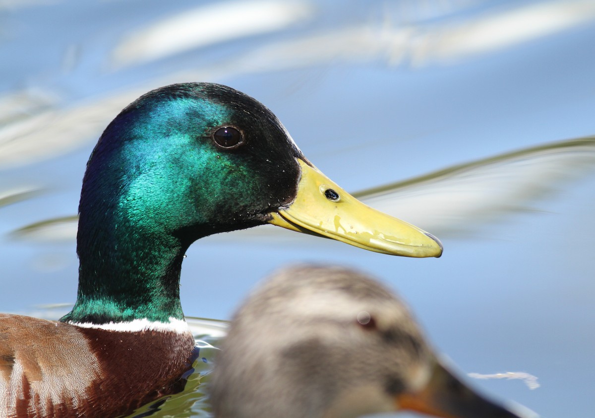 Зэрлэг нугас - ML151292431