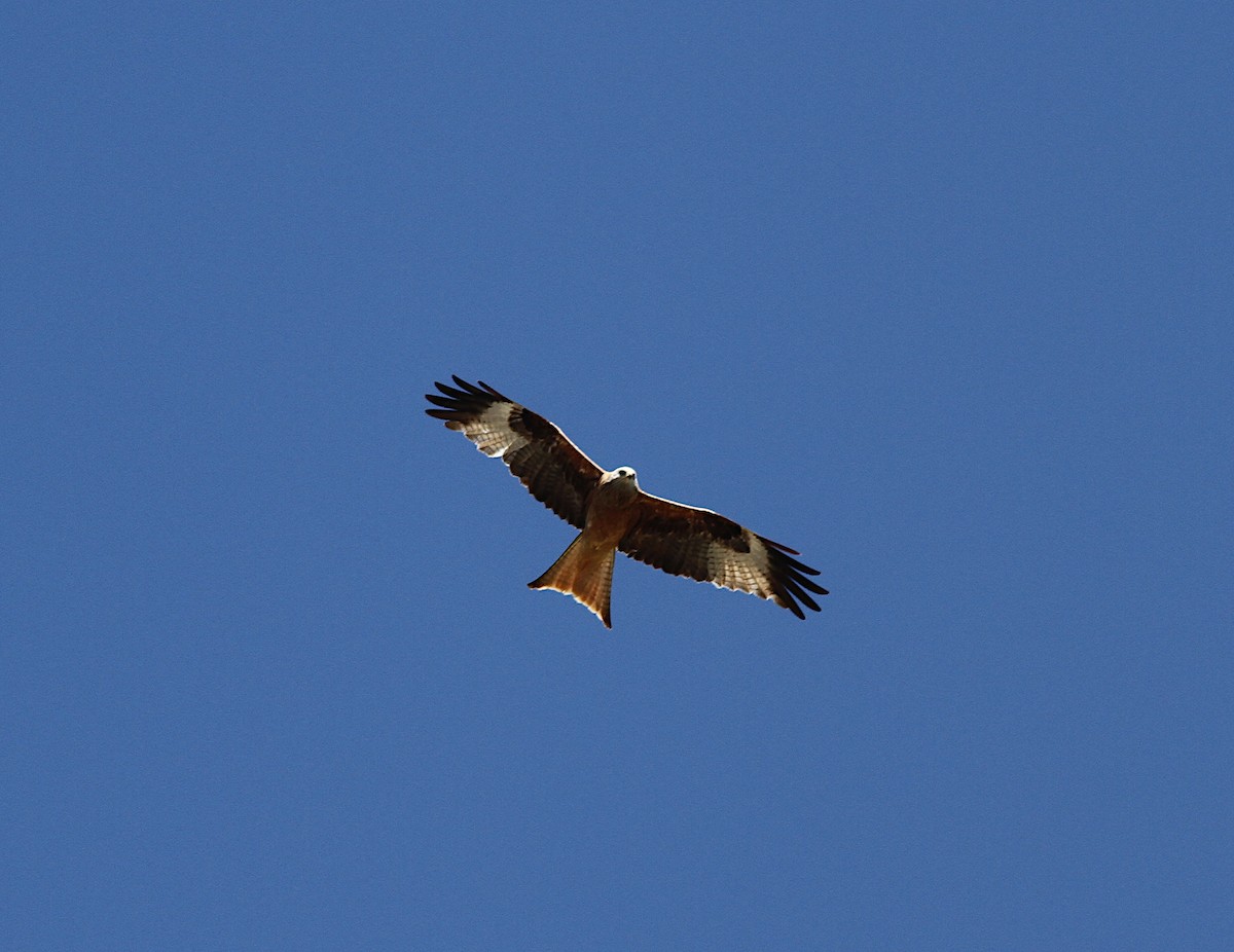 Red Kite - ML151292741