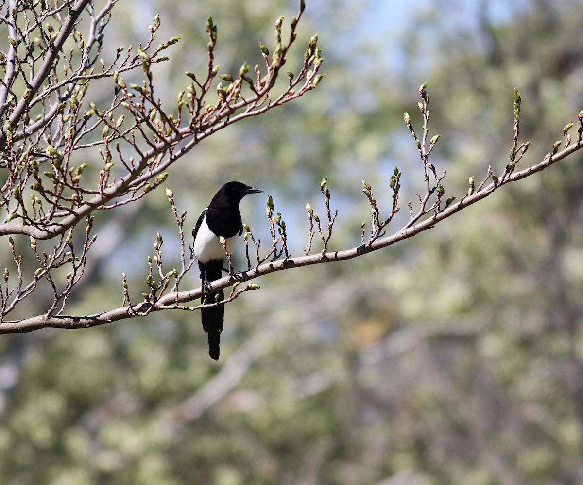 Алаг шаазгай - ML151292861