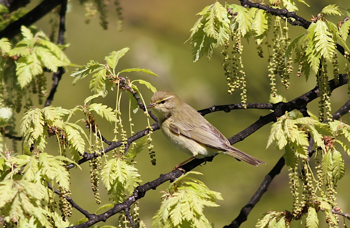 Ногоон дууч шувуу - ML151293041