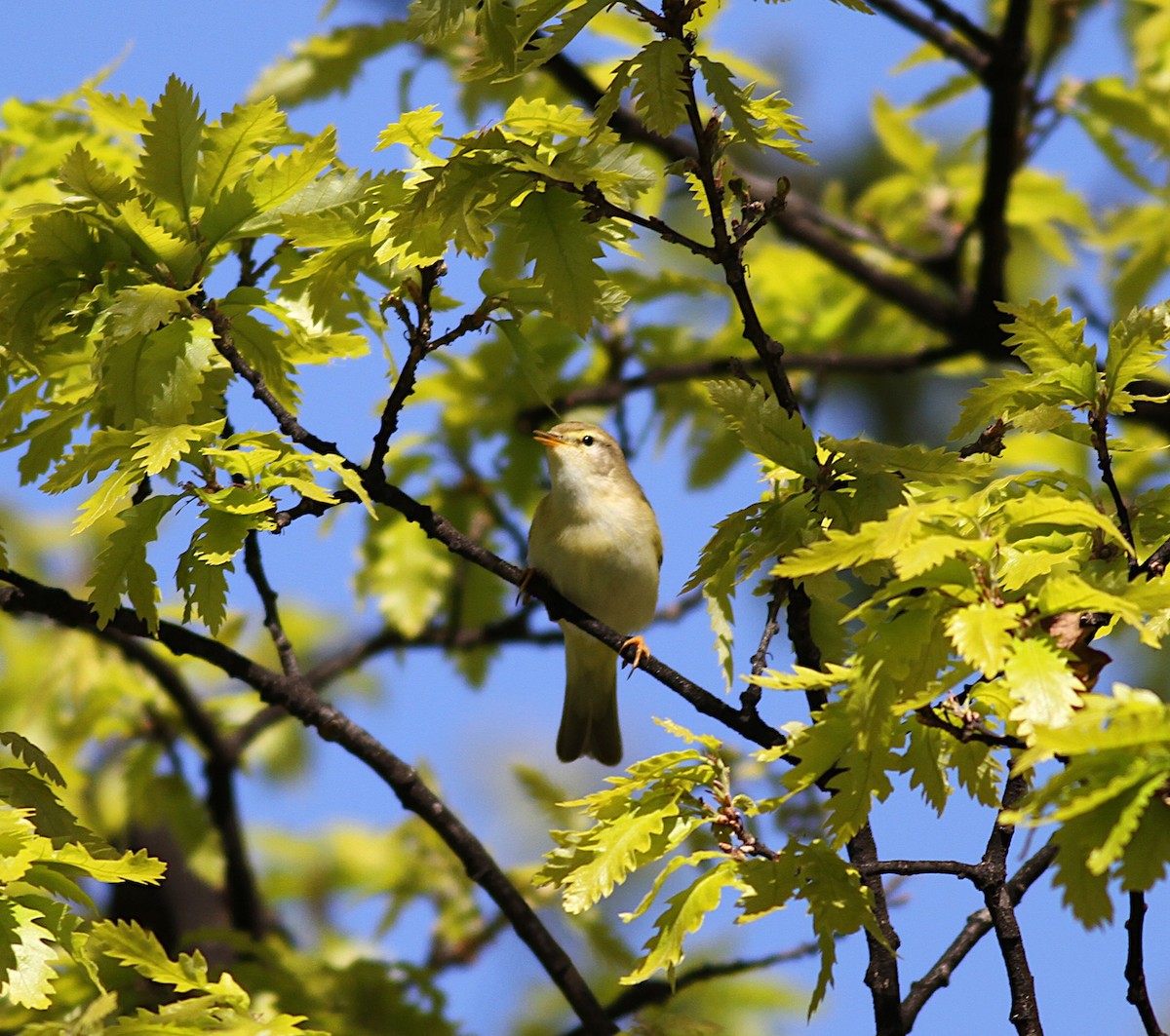 Ногоон дууч шувуу - ML151293091