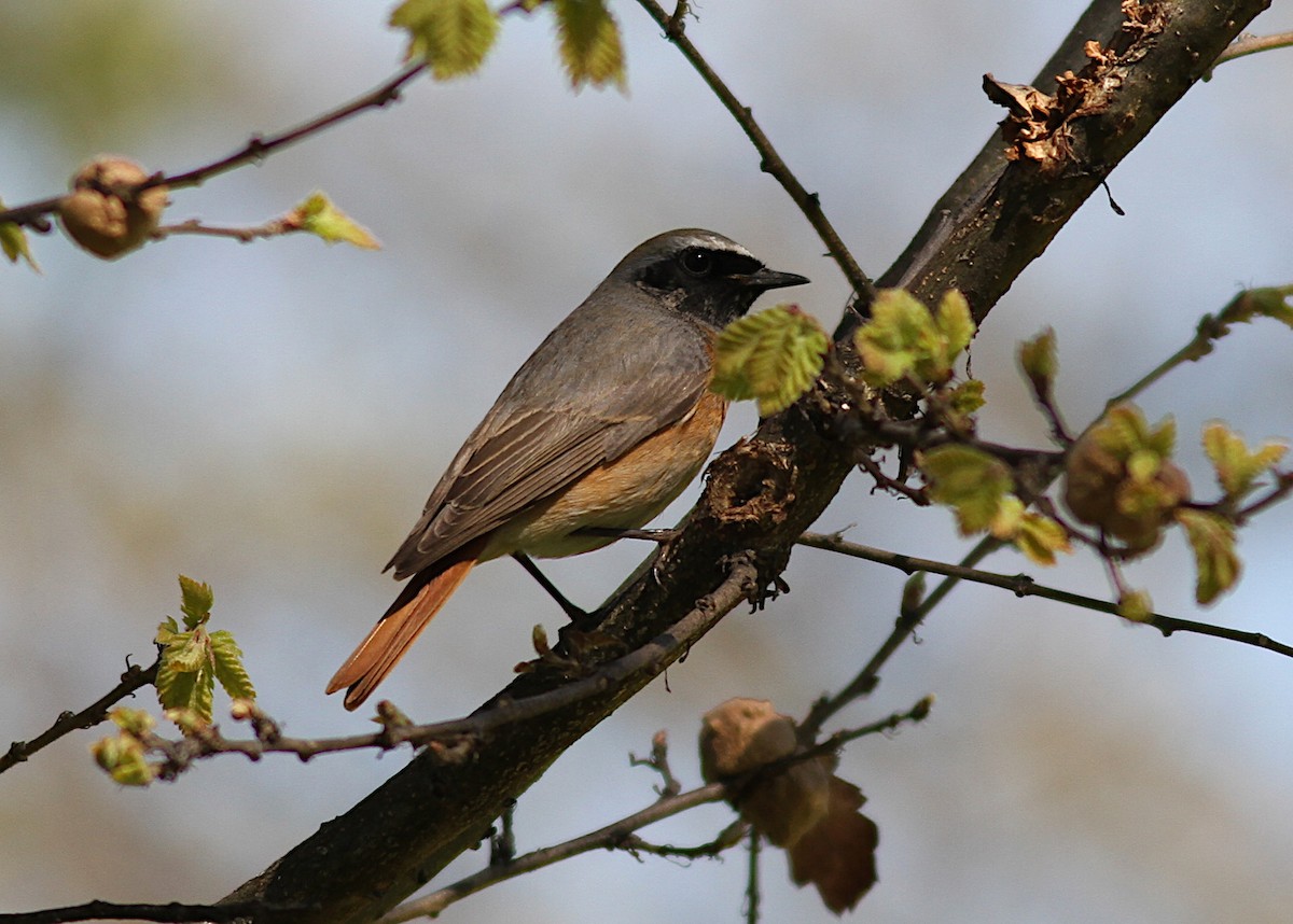 Эгэл гал сүүлт - ML151293301