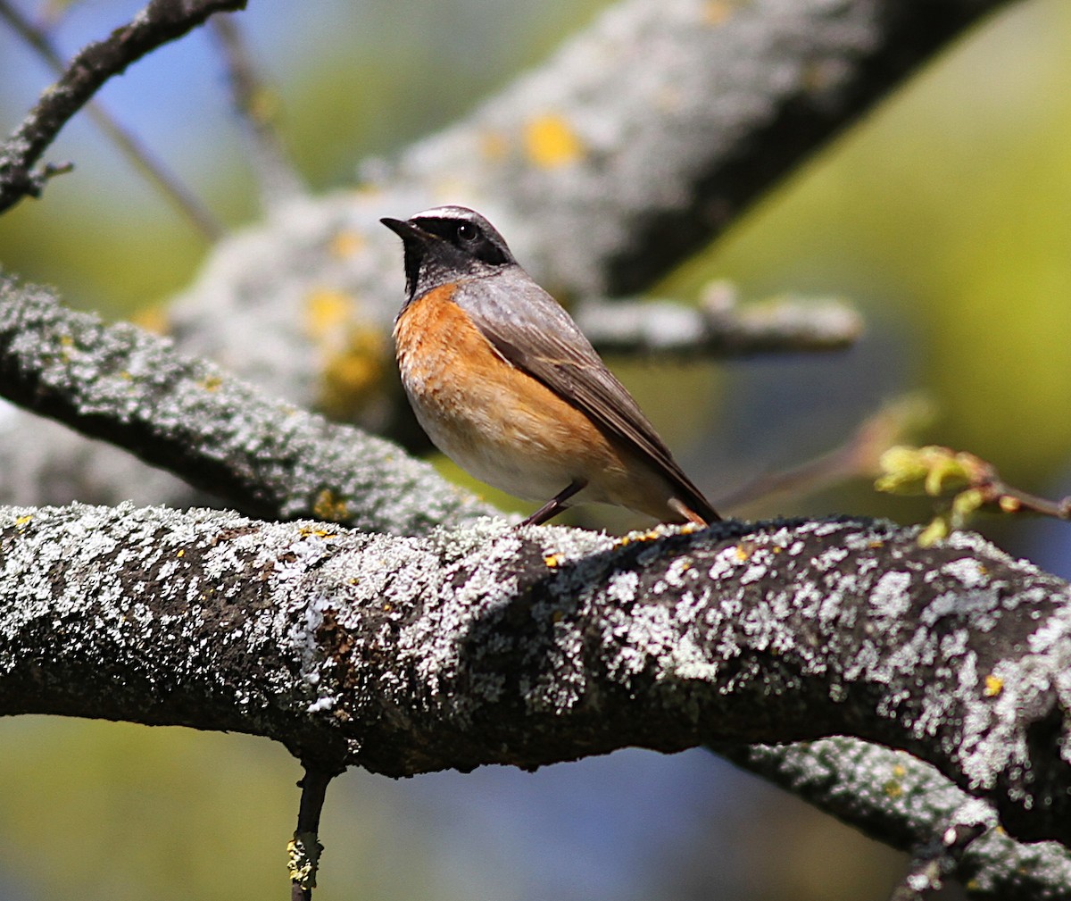 Эгэл гал сүүлт - ML151293311