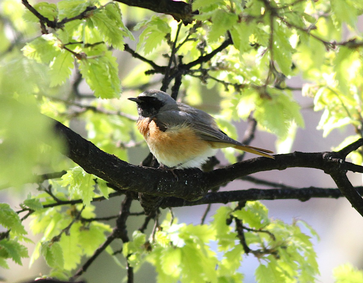 Common Redstart - ML151293331
