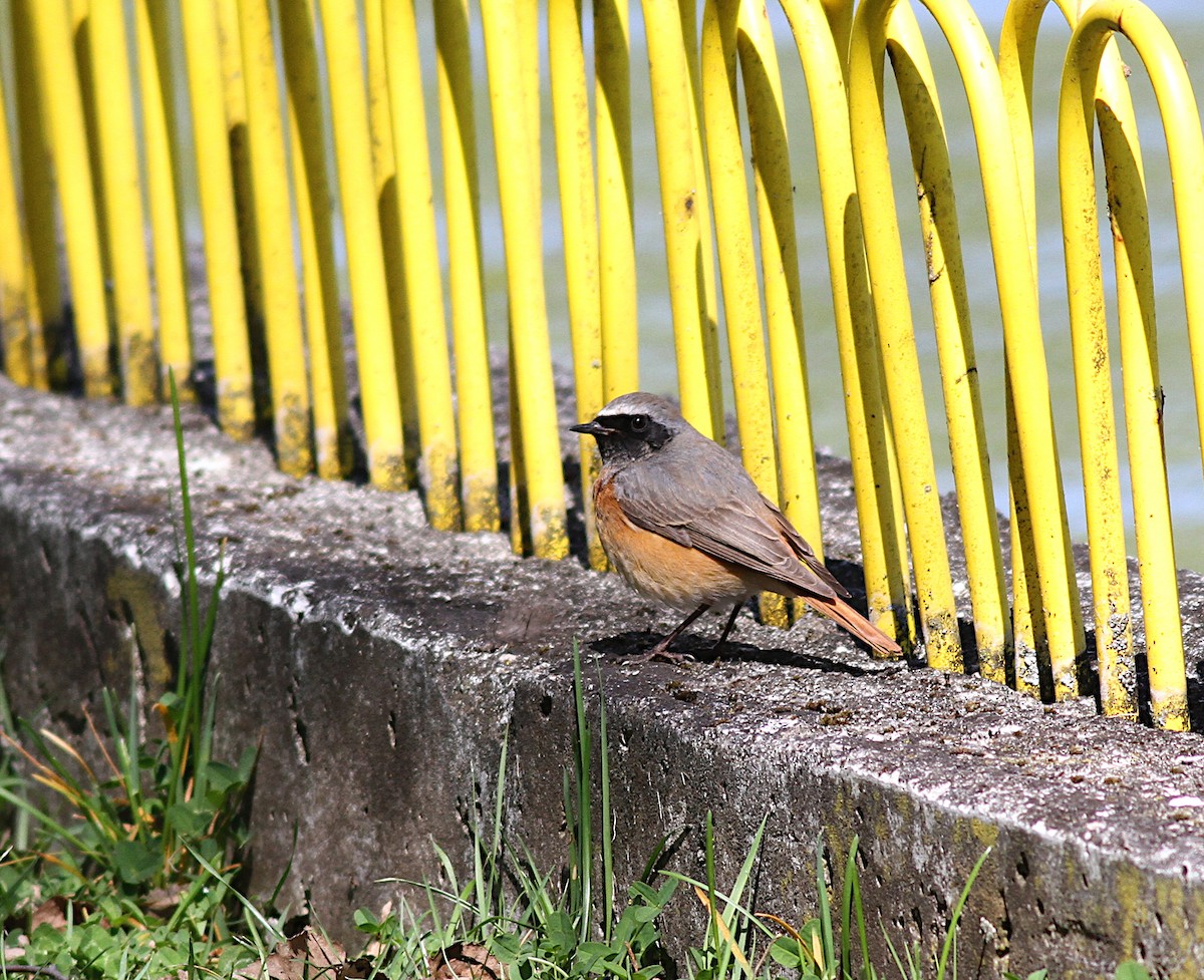 Эгэл гал сүүлт - ML151293341