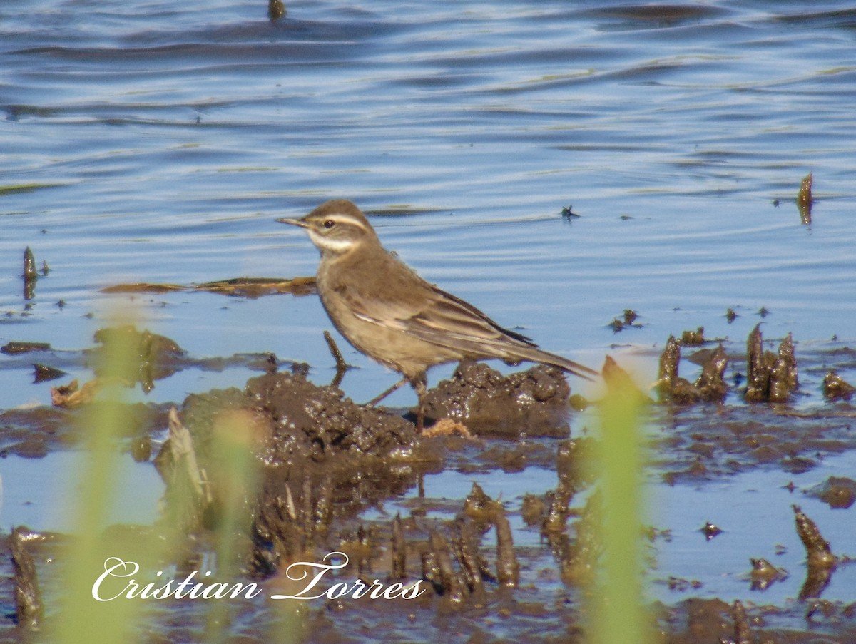 Buff-winged Cinclodes - ML151293771